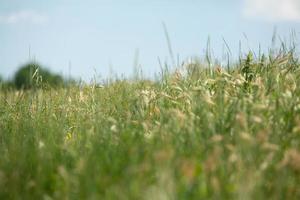 photographie avec une belle nature de moldavie en été. paysage en europe. photo