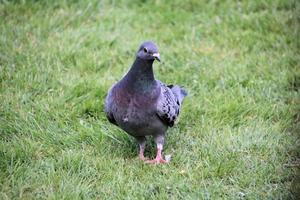 vue d'un pigeon ferel au sol photo