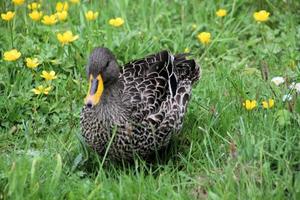 un gros plan d'un canard à bec jaune photo