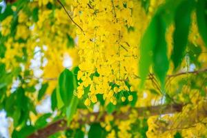 magnifique arbre de cassia, arbre de douche doré. fleurs jaunes de fistule de cassia sur un arbre au printemps. cassia fistula, connue sous le nom d'arbre de pluie d'or, fleur nationale de la thaïlande photo