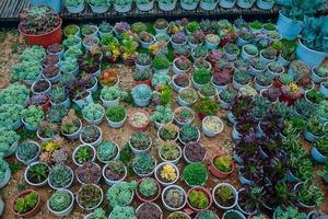 plantes succulentes miniatures au jardin photo