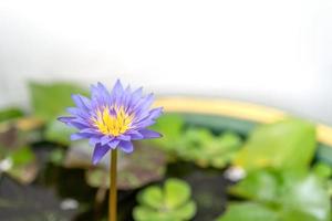 floraison pourpre violet, lotus rose et jaune. photo