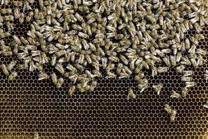 gros plan nids d'abeille photo