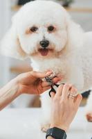 couper les ongles. mignon petit chien est dans le studio de toilettage photo