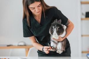 couper les ongles. mignon petit lapin est dans le studio de toilettage photo