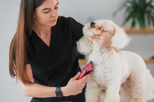 vue rapprochée. mignon petit chien est dans le studio de toilettage photo