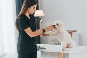 bel animal de compagnie. mignon petit chien est dans le studio de toilettage photo