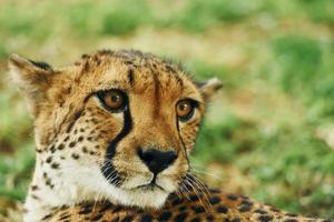 vue rapprochée du guépard qui est allongé sur l'herbe verte à l'extérieur photo