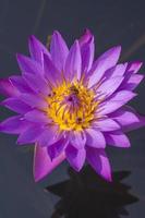 bouchent lotus photo