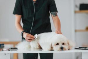 à l'aide d'un stéthoscope. mignon petit chien est dans la clinique vétérinaire photo