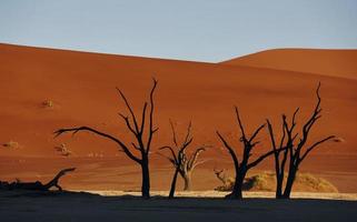 arbres morts. vue majestueuse sur des paysages incroyables dans le désert africain