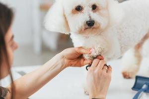 couper les ongles. mignon petit chien est dans le studio de toilettage photo