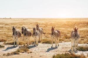 beaux animaux. zèbres dans la faune pendant la journée photo