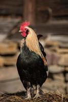 poulets sur une ferme avicole traditionnelle en libre parcours photo