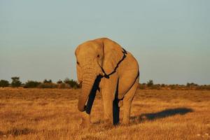 l'éléphant est dans la faune pendant la journée photo