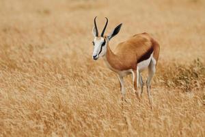 vue de côté. anthelope est dans la faune à l'extérieur en afrique photo