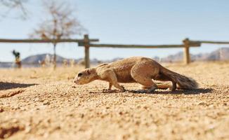 vue rapprochée du petit gopher à l'extérieur photo