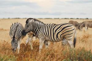 les animaux sont ensemble. zèbres dans la faune pendant la journée photo