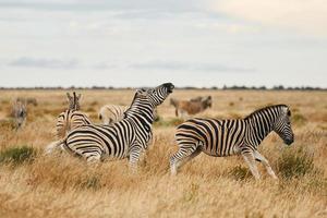 les animaux sont ensemble. zèbres dans la faune pendant la journée photo