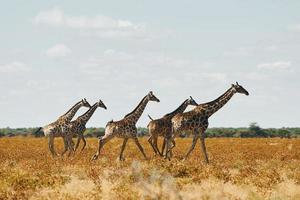 les girafes sont à l'extérieur dans la faune en afrique photo