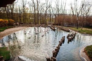 troupeau de flamants roses dans un étang au zoo. photo