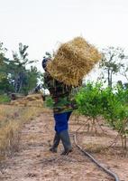 fermier transportant de la paille en thaïlande. photo