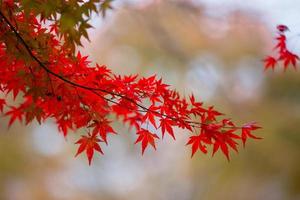 feuilles d'érable automne au japon