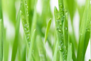 herbe de blé verte fraîche avec des gouttes de rosée photo