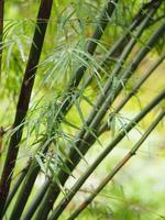arbre de bambou fleurissant dans les feuilles vertes du jardin sur fond de nature photo