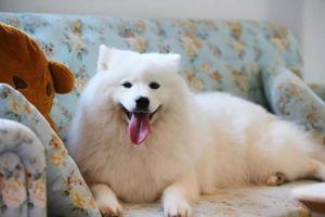 Samoyède allongé sur un canapé. chien souriant sur le canapé dans le salon. photo