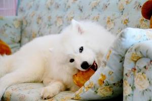 samoyède allongé et mâchant des friandises sur un canapé. chien sur canapé. photo