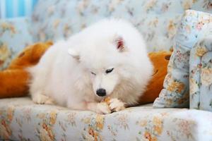 samoyède allongé et mâchant des friandises sur un canapé. chien sur canapé. photo