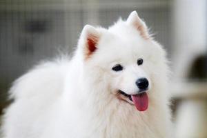 portrait souriant de samoyède. bonheur de la couleur blanche du chien moelleux. photo