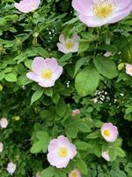 rose sauvage en fleurs photo