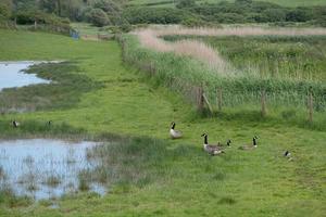 Les bernaches du Canada, Branta canadensis à la réserve de zones humides de South Huish dans le Devon photo