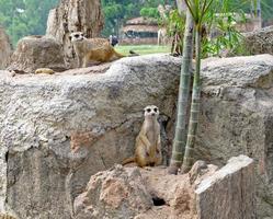 le suricate à queue élancée se tient sur le rocher dans un zoo ouvert. photo