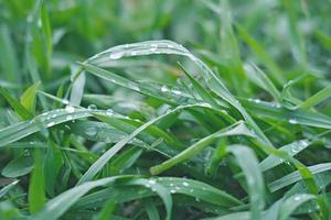 gouttes de pluie sur une herbe verte. photo