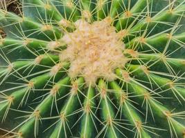 gros plan de cactus