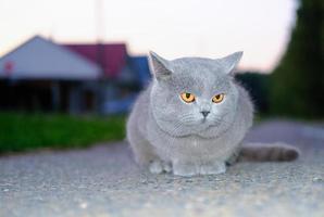 chat britannique gris assis dans une rue. chat perdu. photo