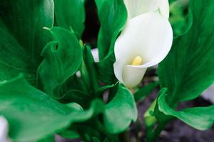 blanc zantedeschia aethiopica calla lys d'arum photo