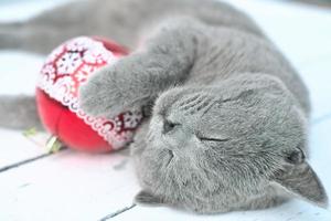 mignon chat british shorthair endormi. chat tenant une boule de Noël rouge. photo