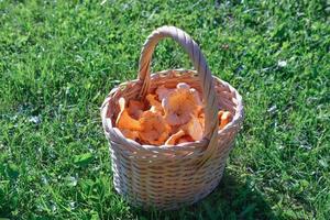 chanterelles forestières fraîches dans un panier en osier. photo