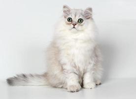 chaton persan blanc (chat chinchilla)