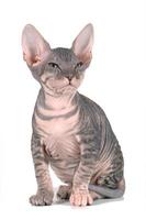 sphynx chaton couleur tortue photo