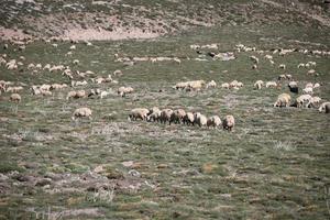 vue sur un troupeau de moutons photo