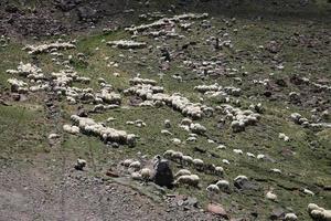 vue aérienne du troupeau de moutons photo