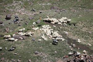 vue aérienne du troupeau de moutons photo