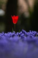 tulipe rouge dans un jardin fleuri photo