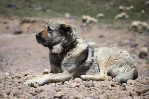 chien de berger kangal en service photo