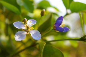 Petites fleurs violettes du genre arbre guaiacum de bois de lignum vitae photo